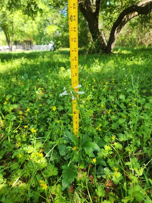 Yard cleanup - This yard was overgrown with 9"-15" as majority. Took a little extra TLC and ended up beautifully cut!