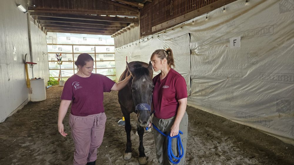 Majestic Equine Connections - equestrian in Seville, OH