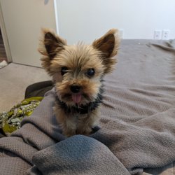 Lost Paws Rescue of Texas
