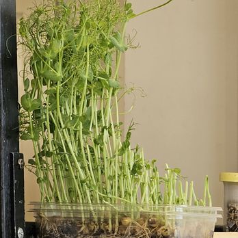 Isana - Micro Greens - Sushi Bars Near Me - Kihei, Hawaii Isana - Micro Greens - Sushi Bars Near Me - Kihei, Hawaii