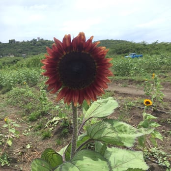 Finca El Girasol - Farms Near Me - Guanica, Puerto Rico