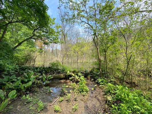 Glen Helen Nature Preserve by null