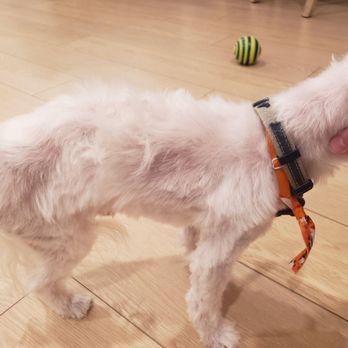 A Doggies Tail Spaw - Look at how bad these chops are. - Pet Groomers Near Me - Simi Valley, California A Doggies Tail Spaw - Look at how bad these chops are. - Pet Groomers Near Me - Simi Valley, California