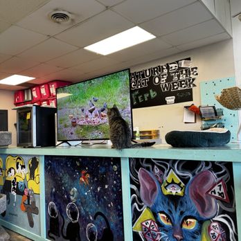Mochas And Meows - Cat watching his favorite show. - Pet Adoption Near Me - Branson, Missouri