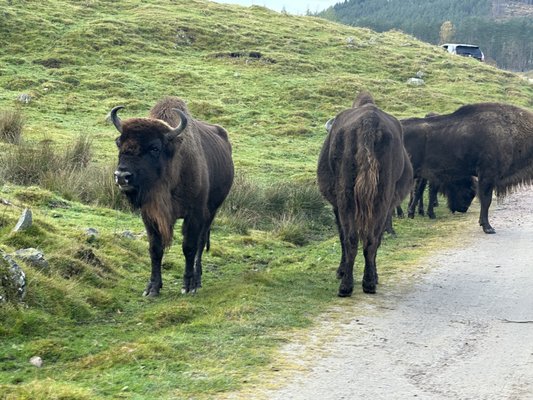 Highland Wildlife Park by null