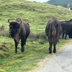 RZSS Highland Wildlife Park