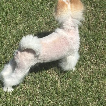 Stonebriar Grooming - Pet Groomers Near Me - Frisco, Texas Stonebriar Grooming - Pet Groomers Near Me - Frisco, Texas