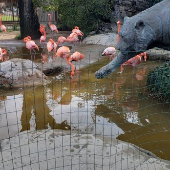 Central Coast Zoo - Flamingos! - Zoos Near Me - Atascadero, California Central Coast Zoo - Flamingos! - Zoos Near Me - Atascadero, California