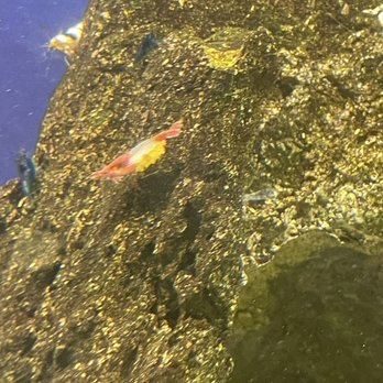 Concord Aquarium - Cladogonium - Local Fish Stores Near Me - Concord, California Concord Aquarium - Cladogonium - Local Fish Stores Near Me - Concord, California