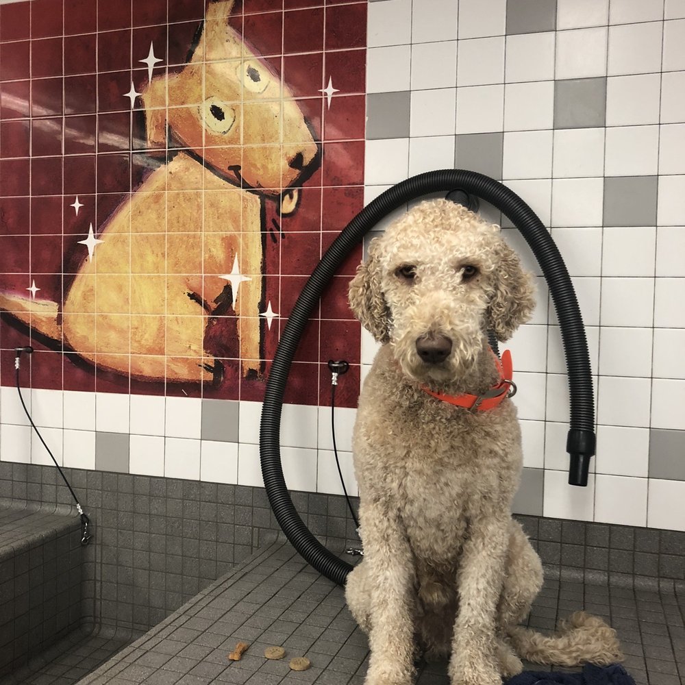 Drying my Goldendoodle Drying my Goldendoodle