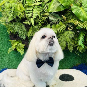 Wanderer Hub Pet Salon - Dog Walkers Near Me - New York, New York Wanderer Hub Pet Salon - Dog Walkers Near Me - New York, New York