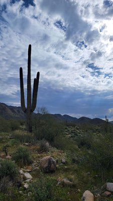 Lost Dog Wash Trailhead by null