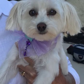 Star Pet Beauty Parlor, LLC - Sweet Coco after a day at the groomers - Pet Sitting Near Me - Stuart, Florida Star Pet Beauty Parlor, LLC - Sweet Coco after a day at the groomers - Pet Sitting Near Me - Stuart, Florida