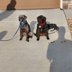 Devon's K9 Training