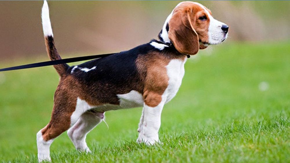 WAGGIN’ TAIL KENNELS Updated August 2024 12 Photos 2105 Lexington