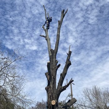 Tree Arts - Dangerous removal of a tree that died last year during the 2021 Freeze! - Tree Services Near Me - Houston, Texas