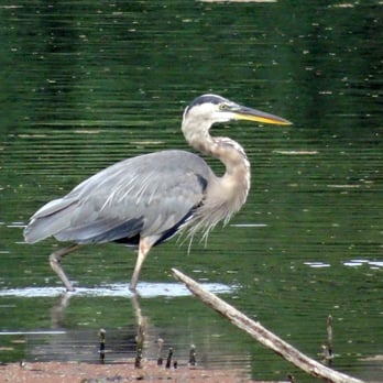 Wades Point Inn On The Bay - Blue Crane looking for breakfast in pond - Hotels Near Me - McDaniel, Maryland