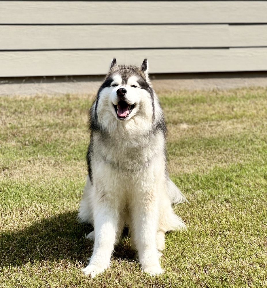 Club Fetch - pet boarding facility in Charlotte, NC