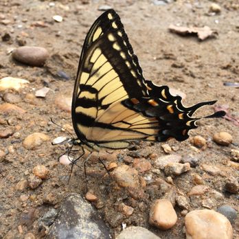 Hen Quarter - Southern Near Me - Alexandria, Virginia