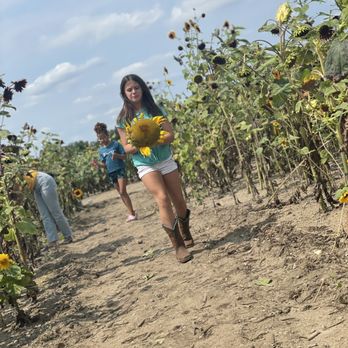 DeBucks Family Farm - Sunflowers were dead or cut down. - Pumpkin Patches Near Me - Belleville, Michigan DeBucks Family Farm - Sunflowers were dead or cut down. - Pumpkin Patches Near Me - Belleville, Michigan