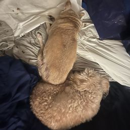 Her brother Scruffy snuggling her on their last night together. Her brother Scruffy snuggling her on their last night together.