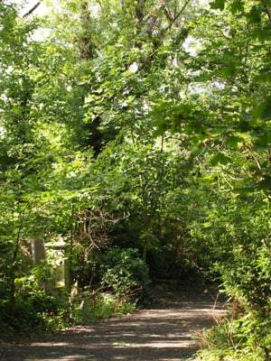 Nunhead Cemetery by null