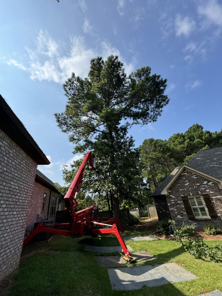 Southern Removal - tree service in Flowood, MS