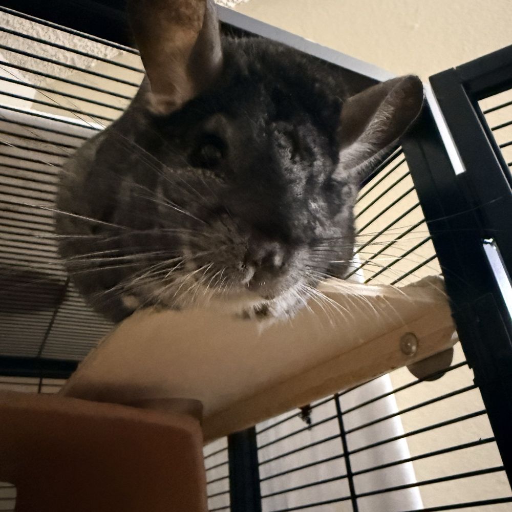 healthy chinchilla after Dr help