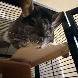 healthy chinchilla after Dr help healthy chinchilla after Dr help