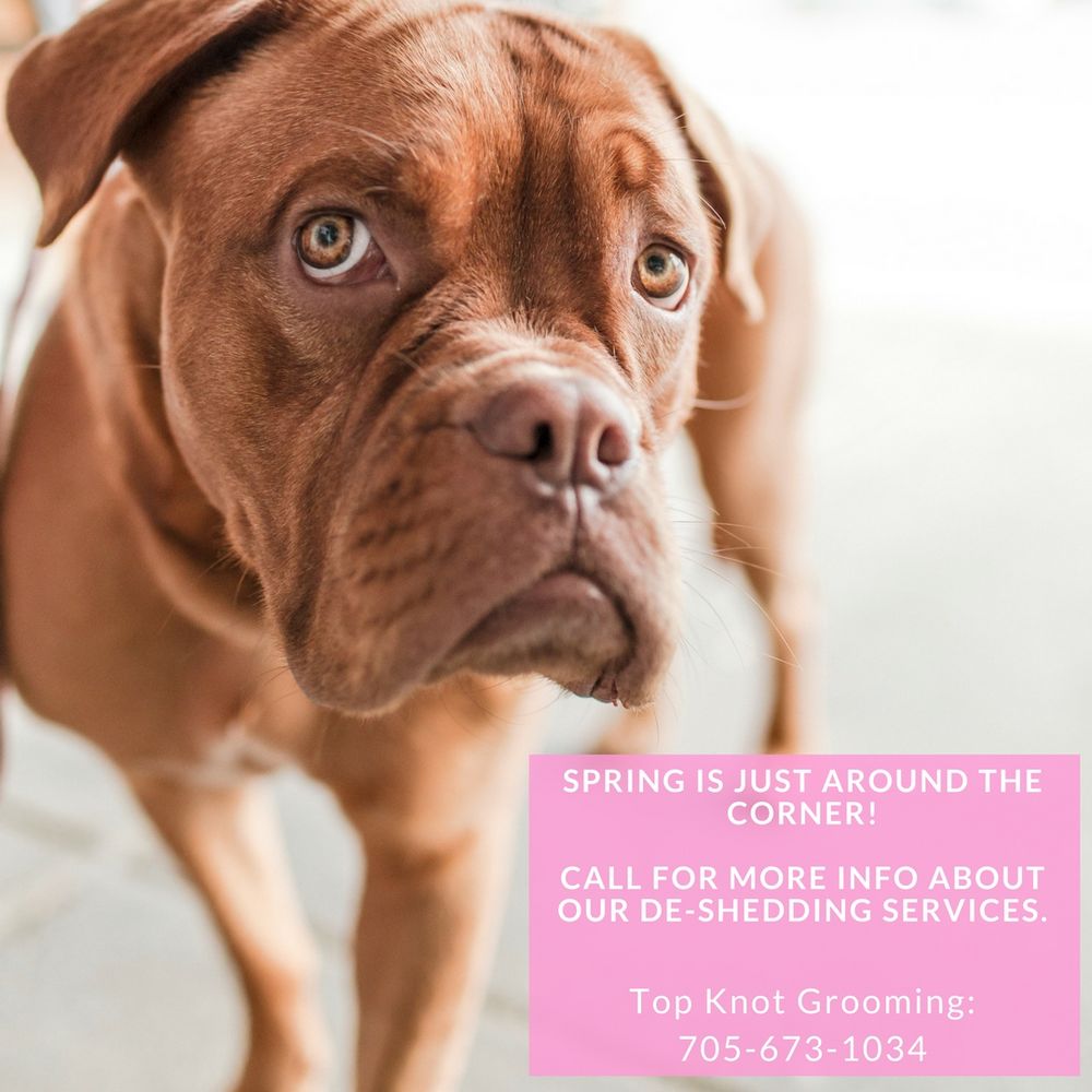 TOP KNOT GROOMING Updated September 2024 39 Photos 323 Regent