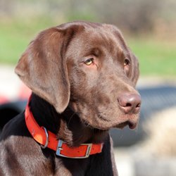 Stonnie Dennis Dog Training & Boarding - Ammo!