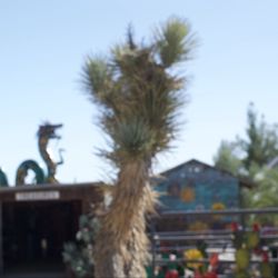 Cactus Joe's Blue Diamond Nursery - Joshua tree