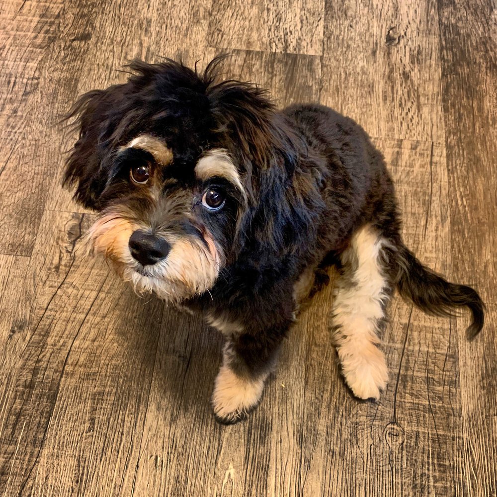 Maverick's Pet Sitting - My Howie! - Pet Boarding Near Me - Burlingame, California