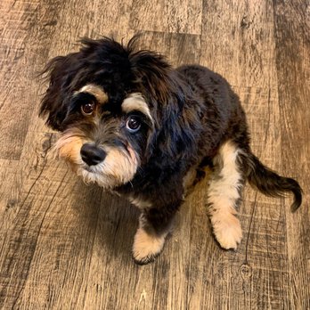 Maverick's Pet Sitting - My Howie! - Pet Boarding Near Me - Burlingame, California Maverick's Pet Sitting - My Howie! - Pet Boarding Near Me - Burlingame, California