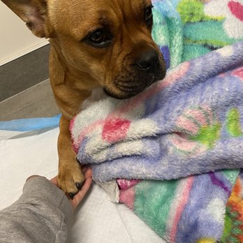 Veterinary Emergency Group - My girl waiting for her care ( I brought the blanket ) - Emergency Pet Hospital Near Me - San Ramon, California Veterinary Emergency Group - My girl waiting for her care ( I brought the blanket ) - Emergency Pet Hospital Near Me - San Ramon, California
