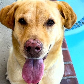 Ocean Pet Clinic - Bruce. Likes to ride in cars. - Veterinarians Near Me - Lomita, California