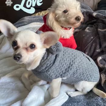 Devore Animal Shelter - Baby and pj go on a road trip from Christmas - Animal Shelters Near Me - San Bernardino, California Devore Animal Shelter - Baby and pj go on a road trip from Christmas - Animal Shelters Near Me - San Bernardino, California