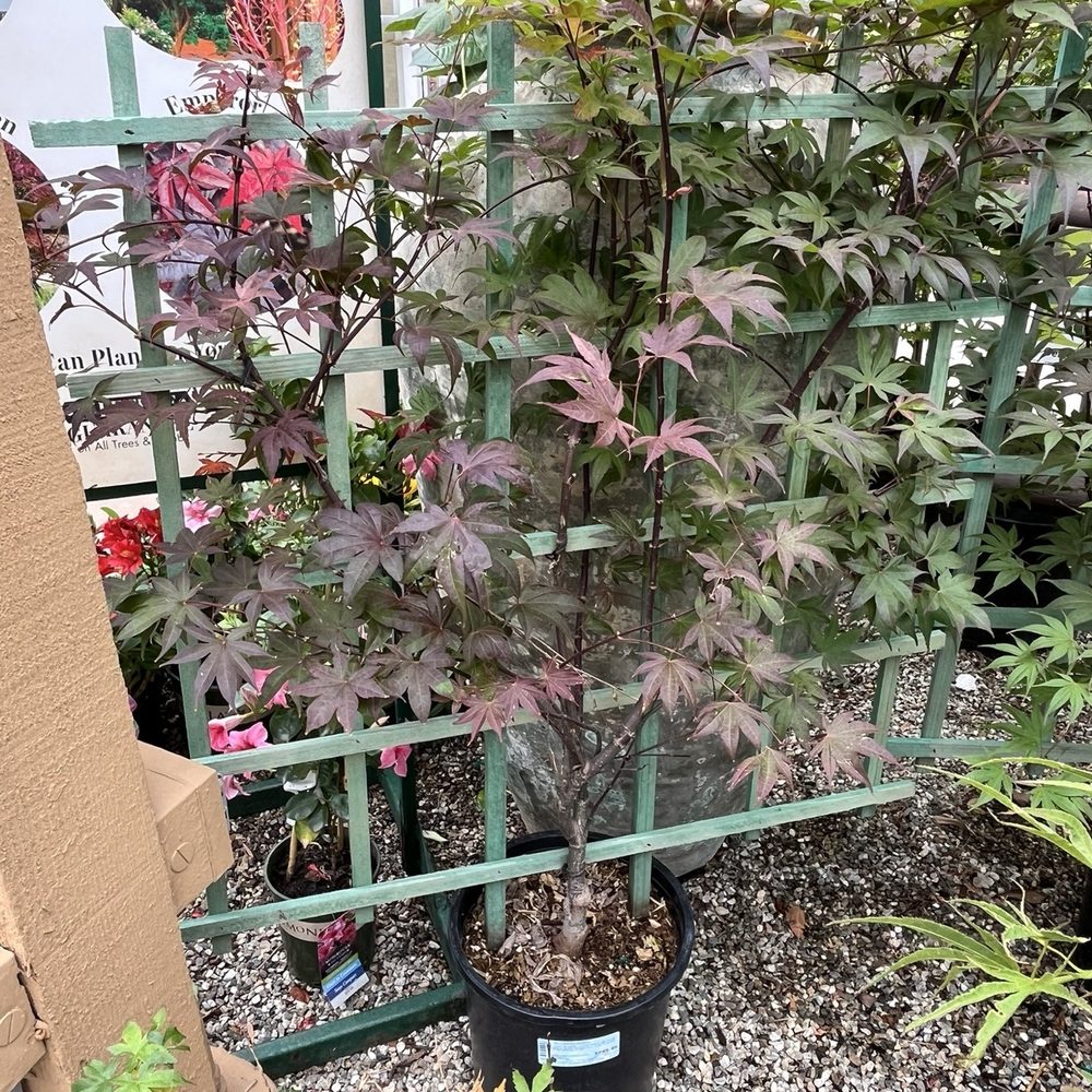 Armstrong Garden Centers - $$$ might be a "treatyoself " day coming soon... - Nurseries & Gardening Near Me - Pasadena, California Armstrong Garden Centers - $$$ might be a "treatyoself " day coming soon... - Nurseries & Gardening Near Me - Pasadena, California
