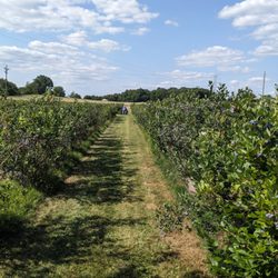 Heritage Blueberries - Flat, grassy paths provide space to keep family together and push a stroller