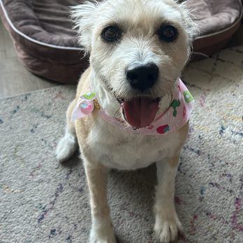 A Pups Dream Dog Grooming - Pet Groomers Near Me - Long Beach, California