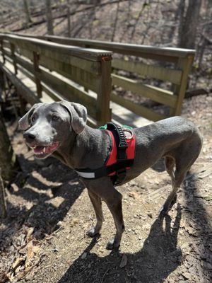 Lake Ouachita State Park by null