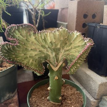Public Land Store - Nurseries & Gardening Near Me - Sacramento, California