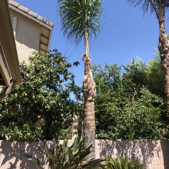 Advance Tree Service - After - Tree Services Near Me - Chino, California