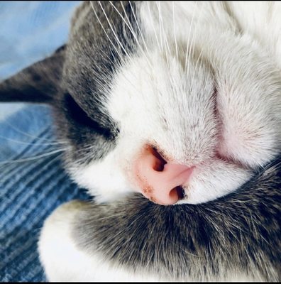 pets at home kingsway vets