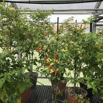 Tabasco - Specialty Food Near Me - Avery Island, Louisiana Tabasco - Specialty Food Near Me - Avery Island, Louisiana