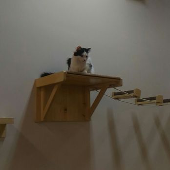 Lily Pad Cat Lounge - Pet Adoption Near Me - Dartmouth, Nova Scotia