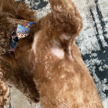 Furry Tails - Missing hair under arm - Pet Boarding Near Me - Dallas, Texas