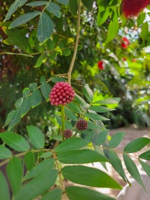 Birmingham Botanical Gardens by null