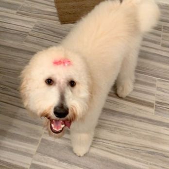 Bubbles N Bones - Pet Groomers Near Me - Frisco, Texas Bubbles N Bones - Pet Groomers Near Me - Frisco, Texas