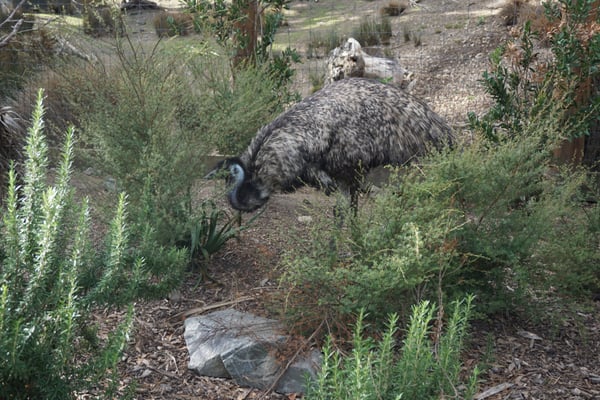 Wellington Zoo by null